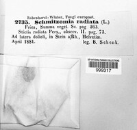 Schmitzomia radiata image